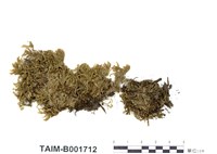 藏品(扁枝苔)的圖片